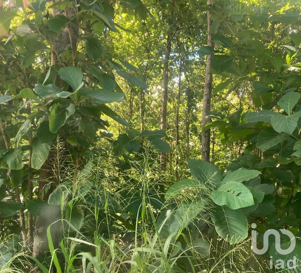 EN VENTA TERRENO PARA AGRICULTURA, GANADERÍA, ACUACULTURA, ECOTURISMO EN CAMPECHE.