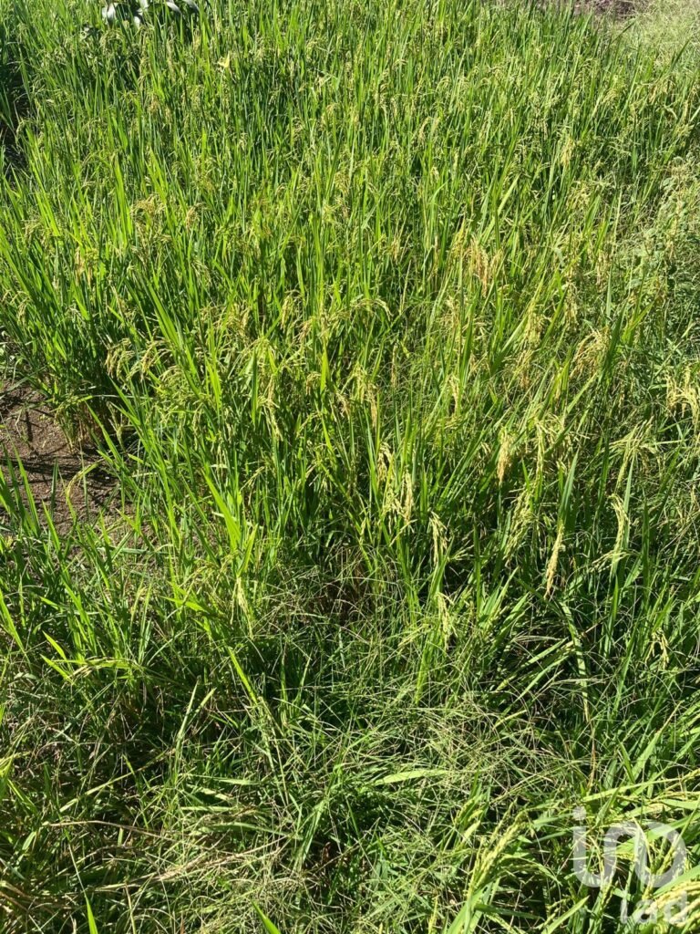 EN VENTA TERRENO PARA AGRICULTURA, GANADERÍA, ACUACULTURA, ECOTURISMO EN CAMPECHE.