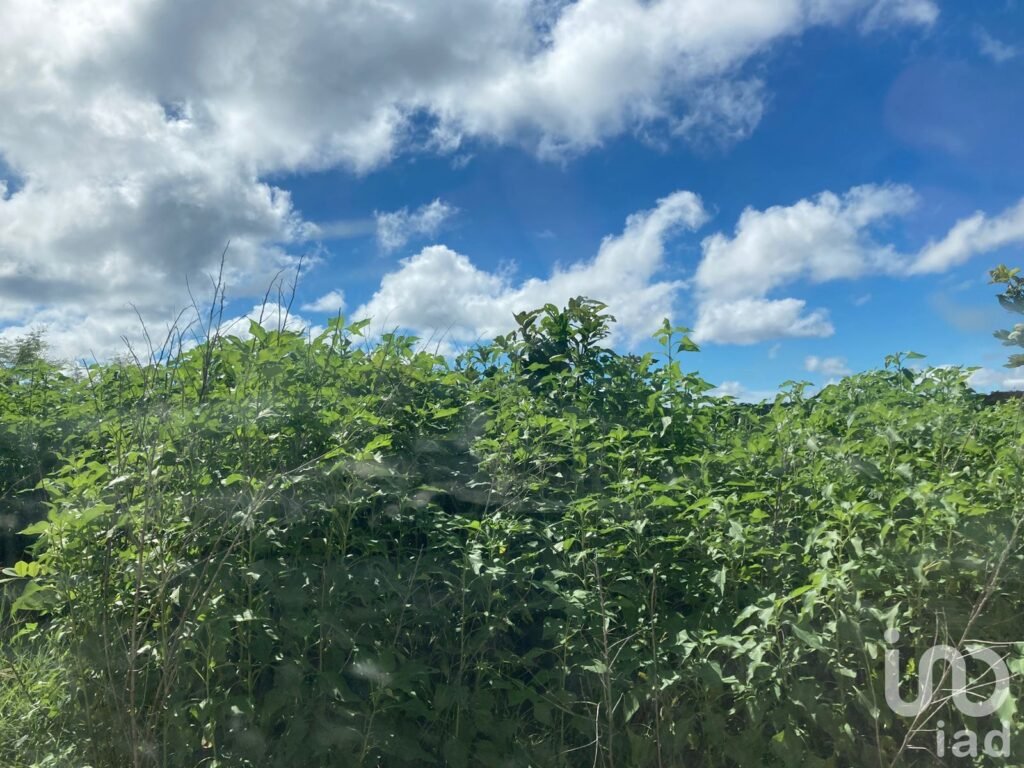 EN VENTA TERRENO PARA AGRICULTURA, GANADERÍA, ACUACULTURA, ECOTURISMO EN CAMPECHE.