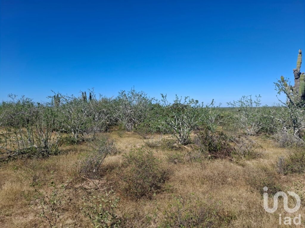 Terreno Rústico Campestre 5,000 m² en Agua Blanca La Paz Baja California Sur