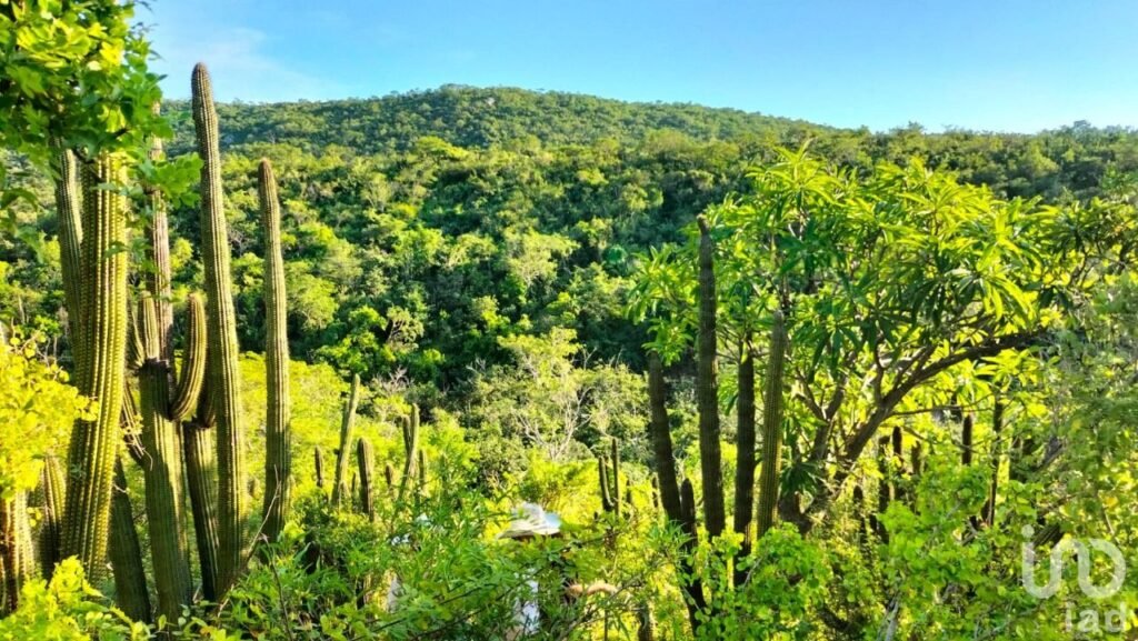 HECTAREAS EN VENTA EN ELIAS CALLES