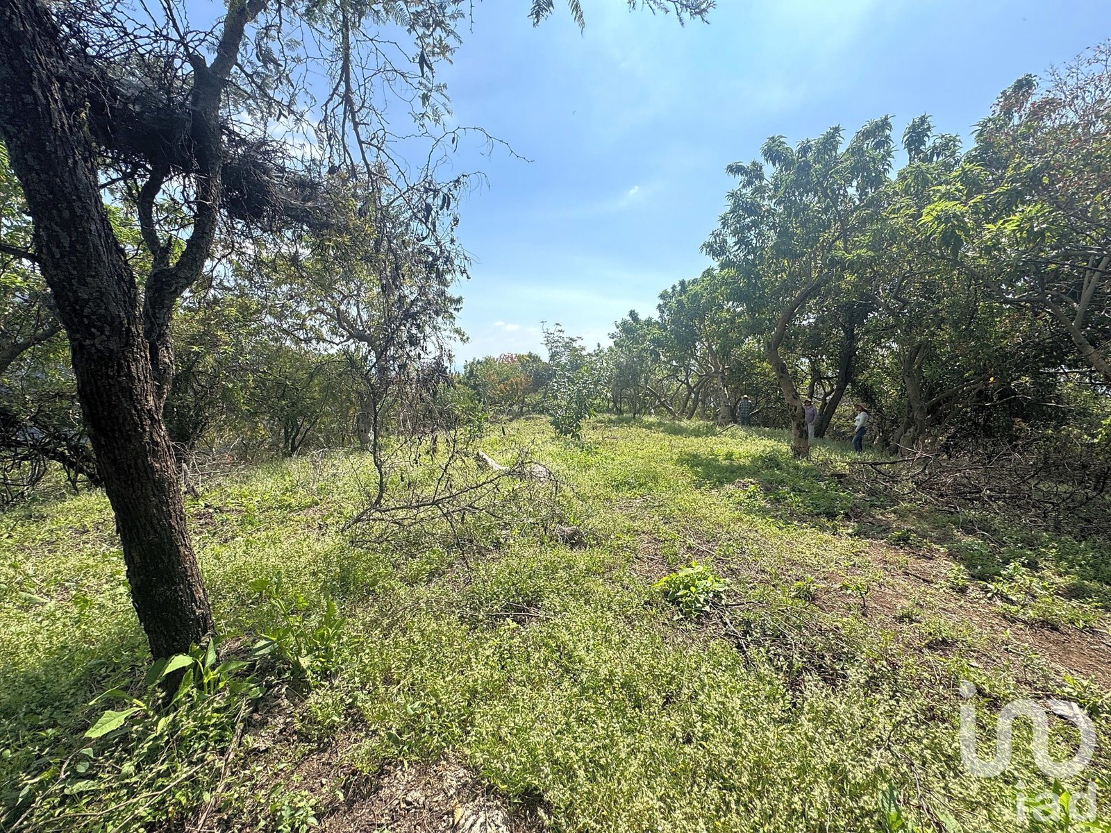 Terreno en venta en Amatlán, ideal para inversionistas.