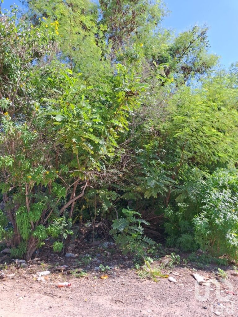 Terreno en Venta en Rinconada El Cardonal, La Paz, B.C.S.