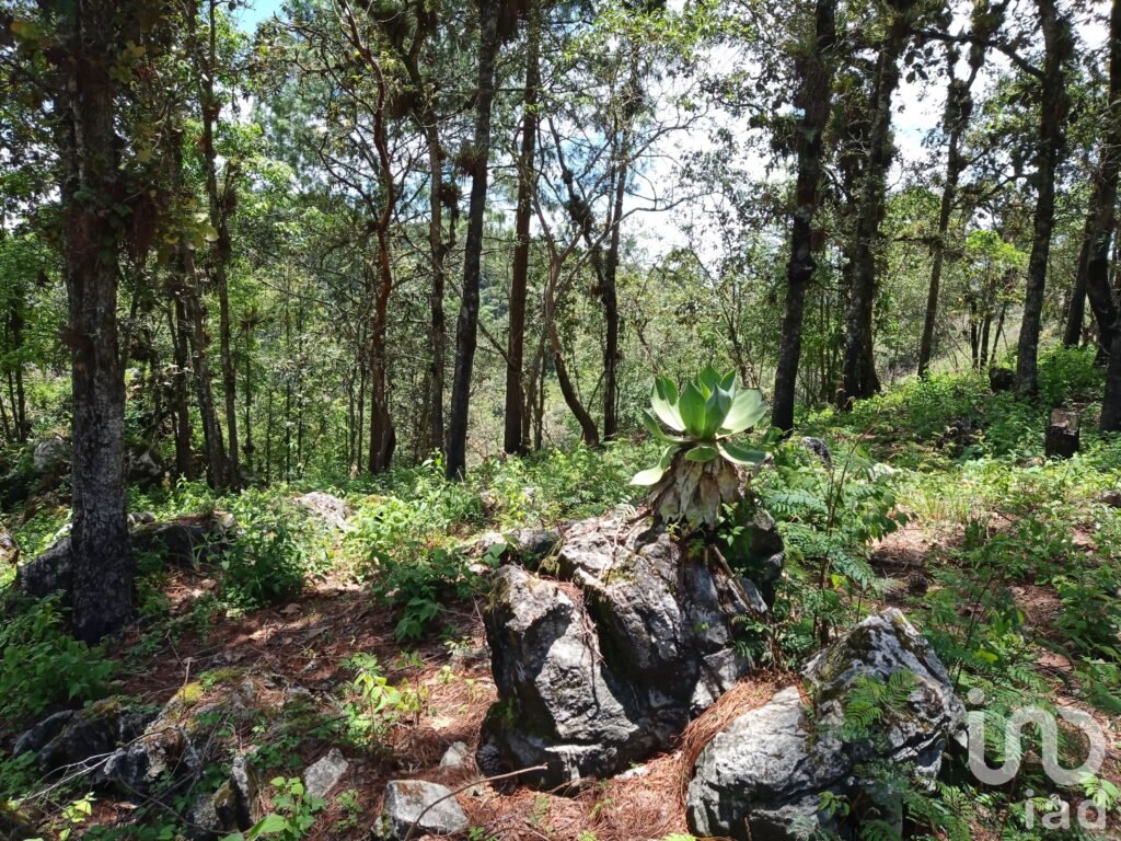 Terreno en venta en San Cristóbal de las Casas , Chiapas