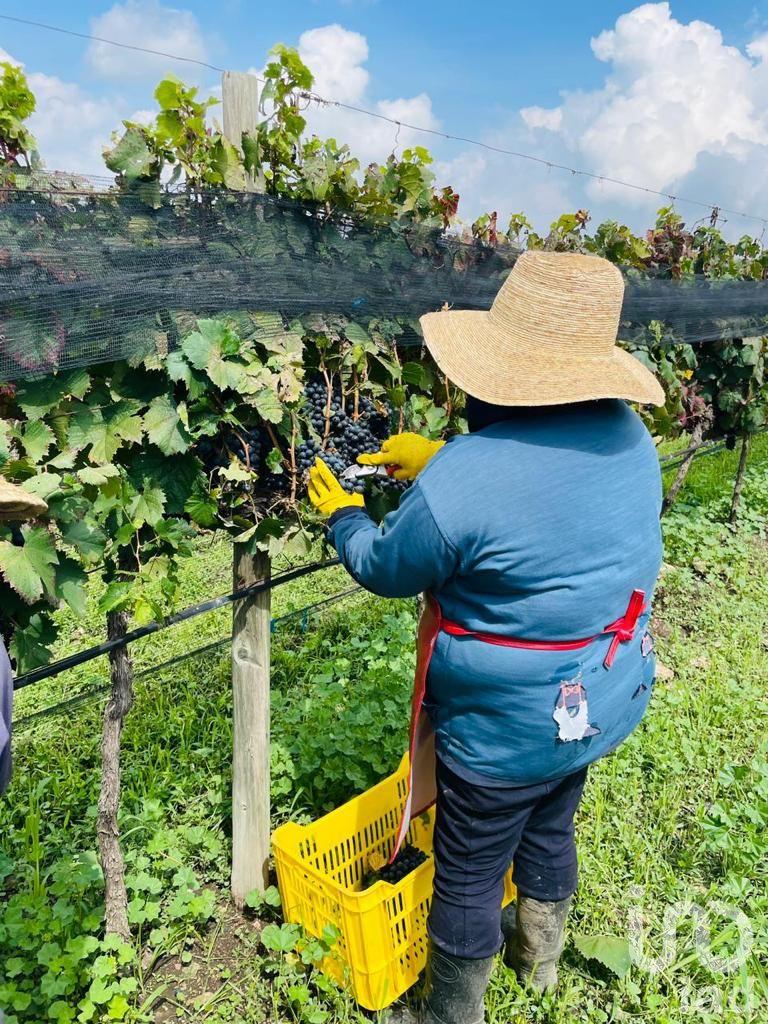 Pre Venta de departamento en un viñedo en  Ezequiel Montes, Qro,