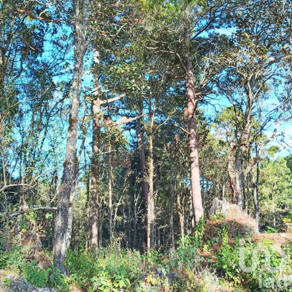Terreno en venta en San Cristóbal de las Casas , Chiapas