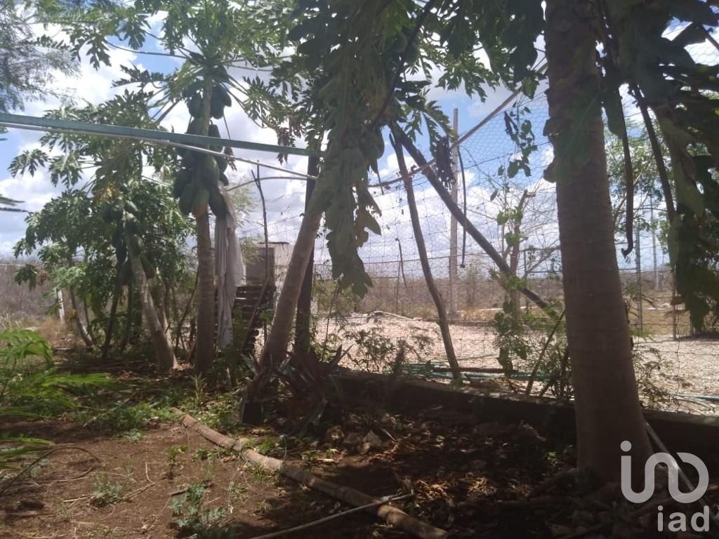 PROPIEDAD CON CASA, GRANJA Y AMPLIO TERRENO EN SITPACH NORTE YUCATAN