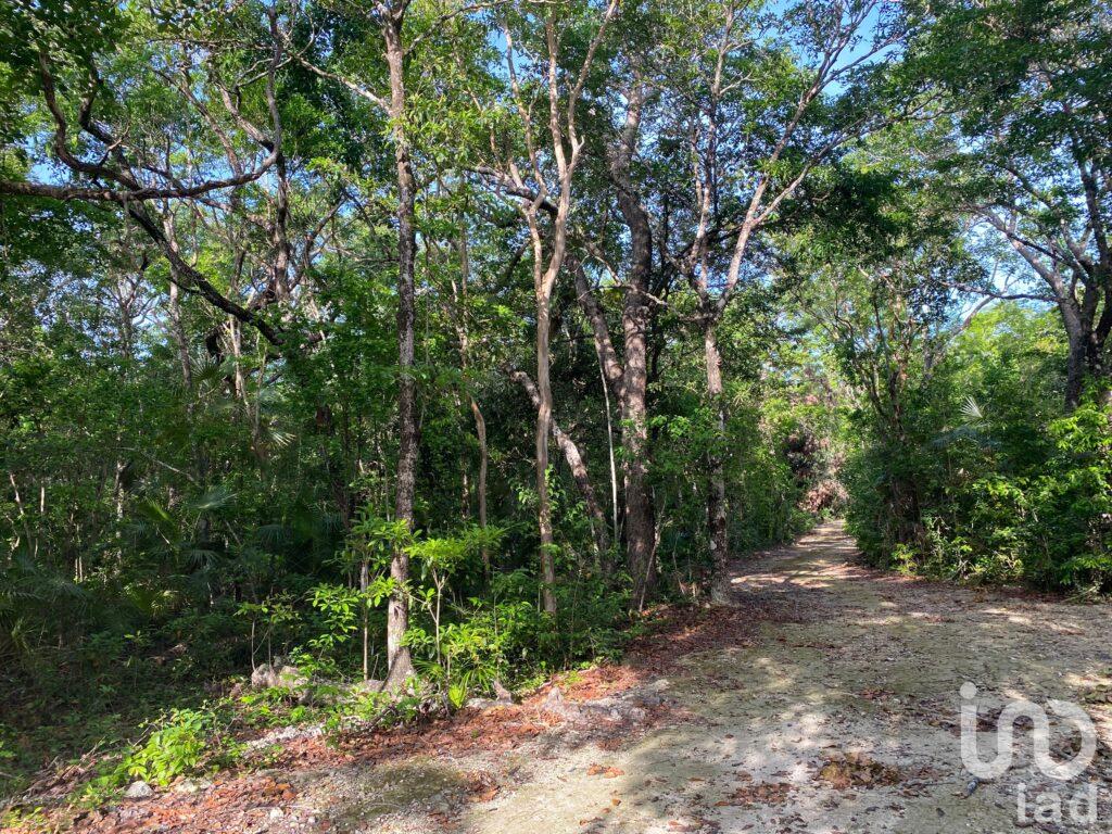 TERRENO  EN VENTA DE 1 HECTAREA  REGION 12  TULUM  IDEAL PARA INVERSIONISTAS