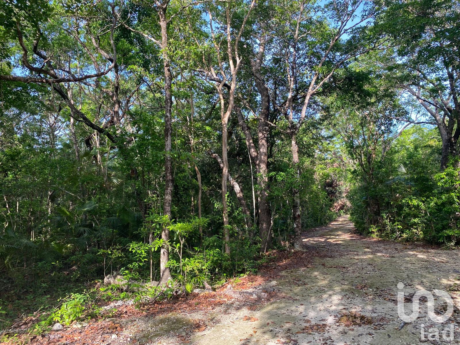 TERRENO  EN VENTA DE 1 HECTAREA  REGION 12  TULUM  IDEAL PARA INVERSIONISTAS