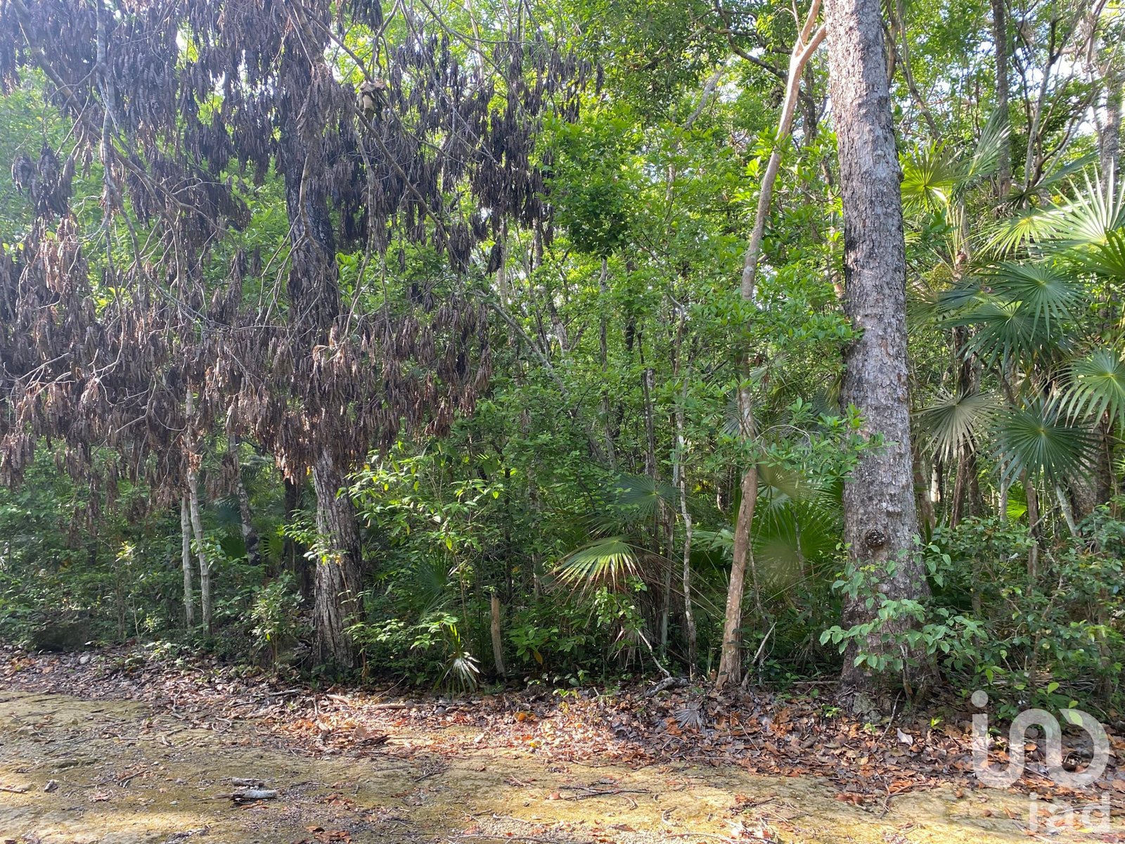 TERRENO EN VENTA DE 1 HECTAREA REGION 12 TULUM IDEAL PARA INVERSIONISTAS TERRENO EN VENTA DE 1 HECTAREA REGION 12 TULUM IDEAL PARA INVERSIONISTAS