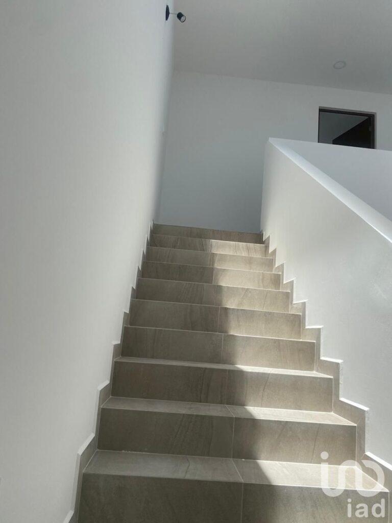 Cipreses Acadius Pre-Venta