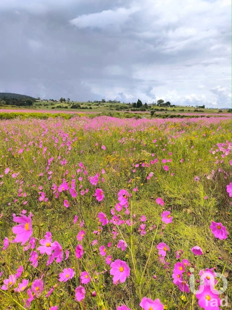Rancho San Pedro terreno orilla de arrollo