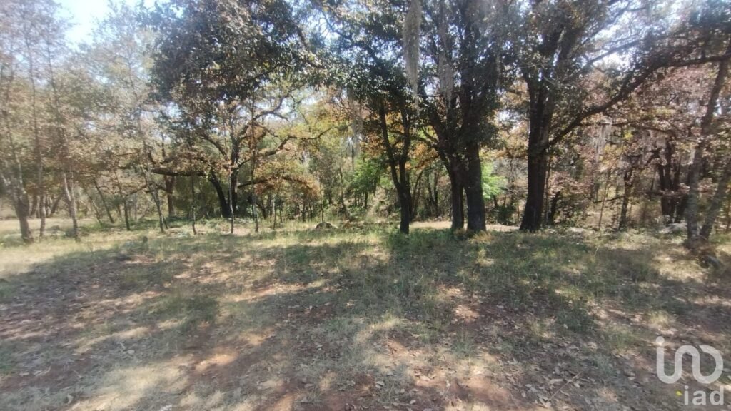 TERRENO CAMPESTRE EN VENTA EN EL BOSQUE DE BERMUDEZ,HUASCA,HIDALGO.