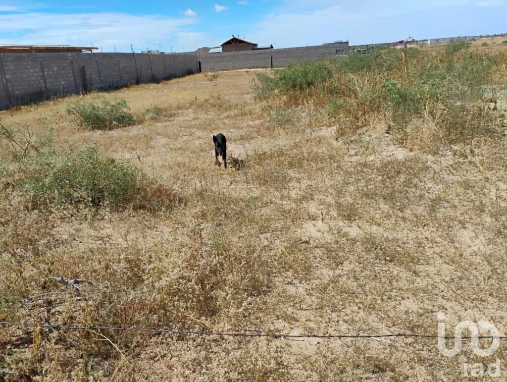 TERRENO EN VENTA EN SAMALAYUCA DE 1000M2 EN OJO DE LA CASA