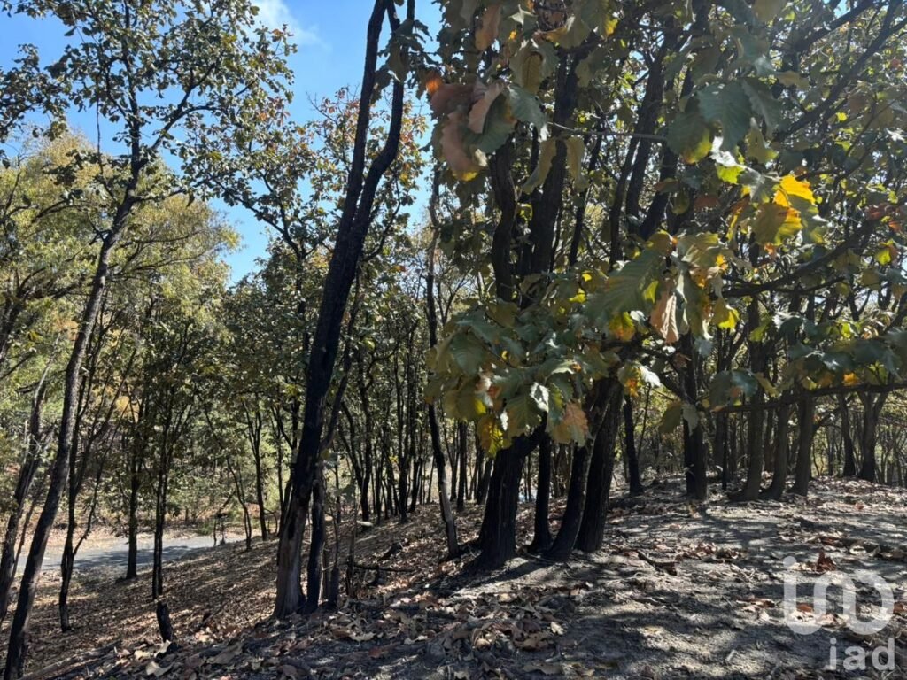 SE VENDE HECTAREA DENTRO DEL BOSQUE DE LA PRIMAVERA PROLONGACION MARIANO OTERO EN GUADALAJARA