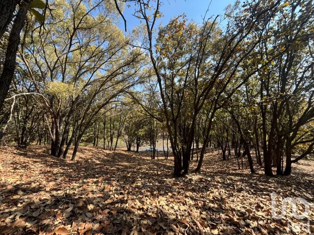 SE VENDE HECTAREA DENTRO DEL BOSQUE DE LA PRIMAVERA PROLONGACION MARIANO OTERO EN GUADALAJARA