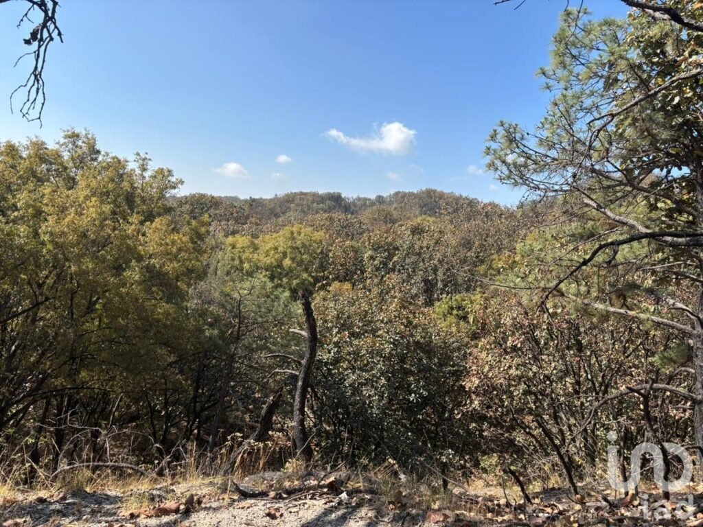 SE VENDE HECTAREA DENTRO DEL BOSQUE DE LA PRIMAVERA PROLONGACION MARIANO OTERO EN GUADALAJARA