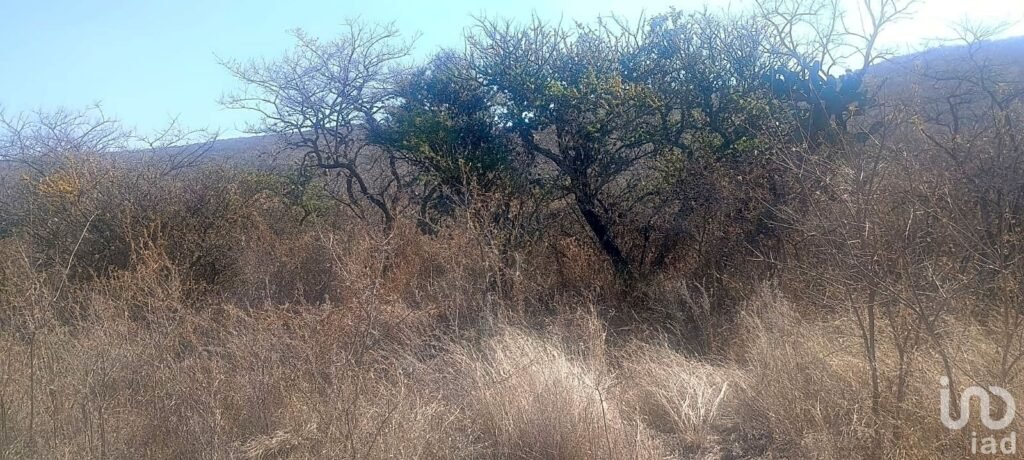 VENTA TERRENO CAMPESTRE EN VALLE DE LOS REYES, SALIENDO DE LEON, GTO A LAGOS DE MORENO, JAL.