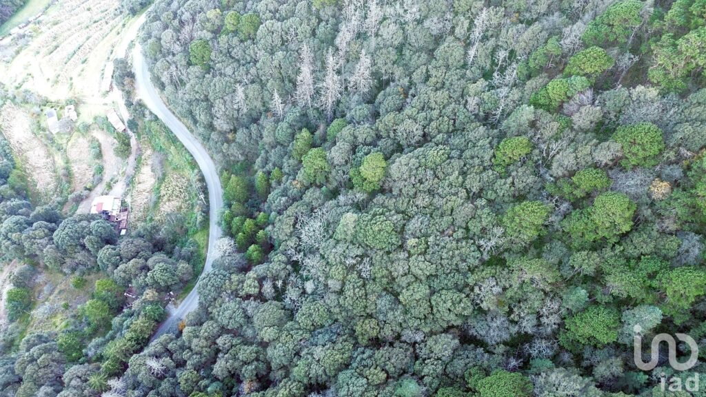 Terreno de 32.5 hectareas con cabaña en el pueblo Mágico de  Mineral del Monte