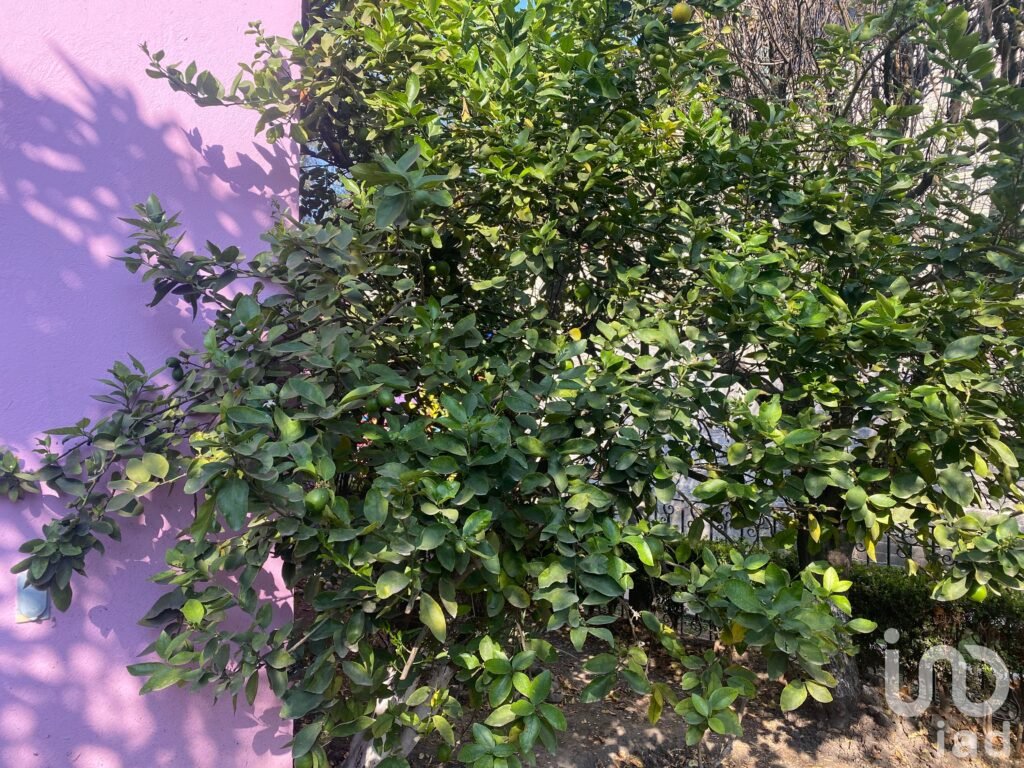 Casa en renta en Camino viejo a Santa Cruz, Xochimilco