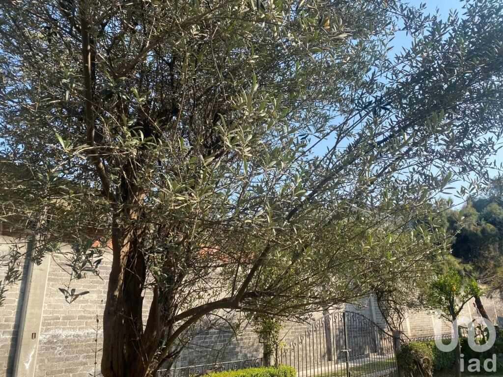 Casa en renta en Camino viejo a Santa Cruz, Xochimilco