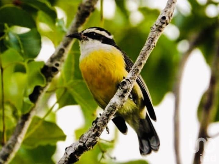 Terreno bardeado en Cholul 5,885 m2 ideal para proyecto o inversión