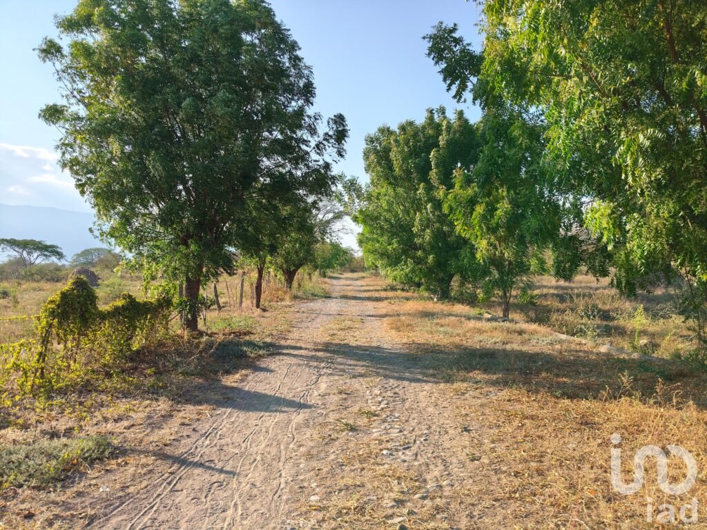 Terreno Campestre parte alta de Comala. Facilidades Pagos