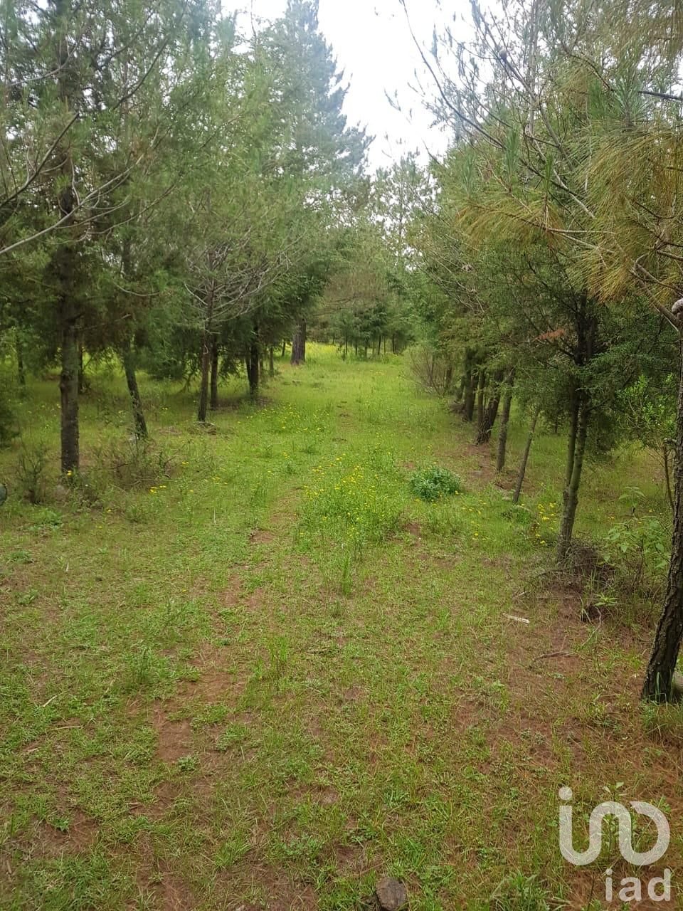 TERRENO EN CANALEJAS