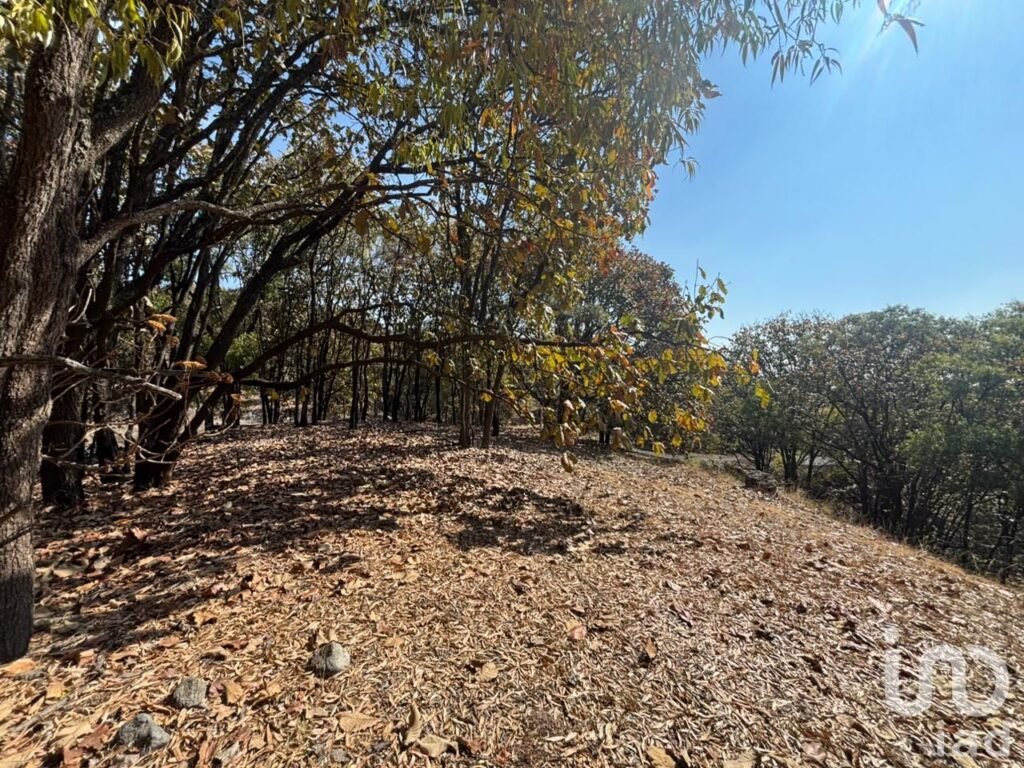 SE VENDE HECTAREA DENTRO DEL BOSQUE DE LA PRIMAVERA PROLONGACION MARIANO OTERO EN GUADALAJARA