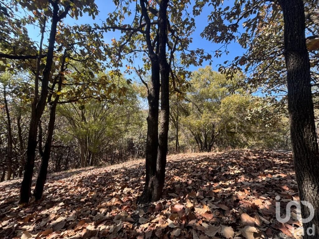 SE VENDE HECTAREA DENTRO DEL BOSQUE DE LA PRIMAVERA PROLONGACION MARIANO OTERO EN GUADALAJARA