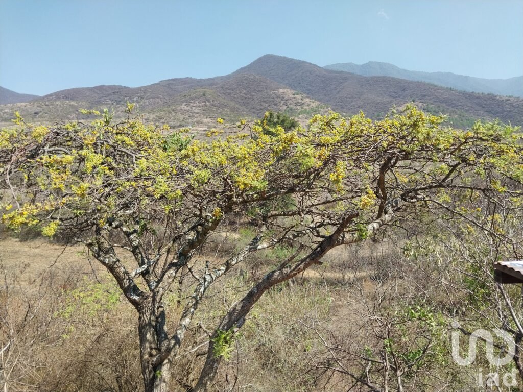 TERRENO EN VENTA LUU-DAAN-TUUN EN ZONA URBANA DE SAN ANDRÉS HUAYÁPAM, OAXACA
