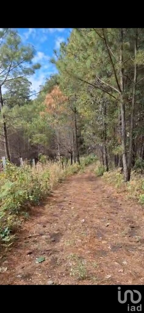 Venta de Terreno Agrícola 6.4 Ha en Villa Madero – Escriturado – Ideal Aguacate y Agave