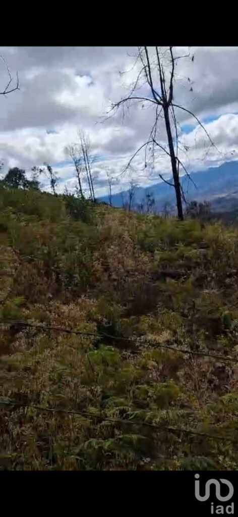 Venta de Terreno Agrícola 6.4 Ha en Villa Madero – Escriturado – Ideal Aguacate y Agave