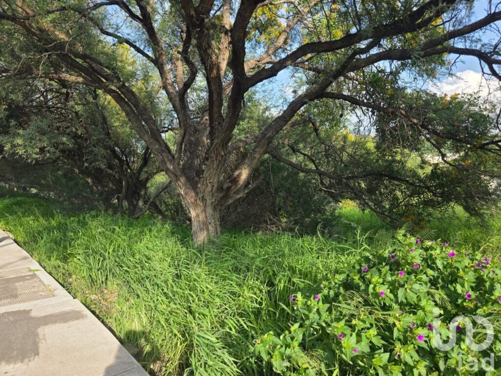 Terreno en Venta en Camino a Los Olvera