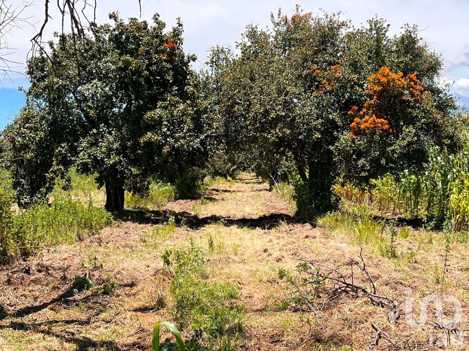 Se vende terreno en La Joya de Santiago Mextla,Huejotzingo. Excelente para fraccionamiento (3,705m2)