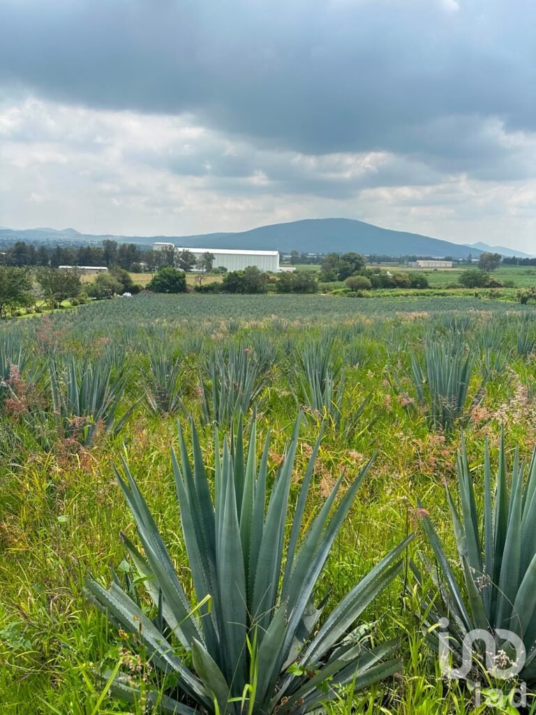 SE VENDEN 6 HECTAREAS EN LA ENTRADA DEL PUEBLO DE SAN IGNACIO DE CARBONERAS EN TALA JALISCO