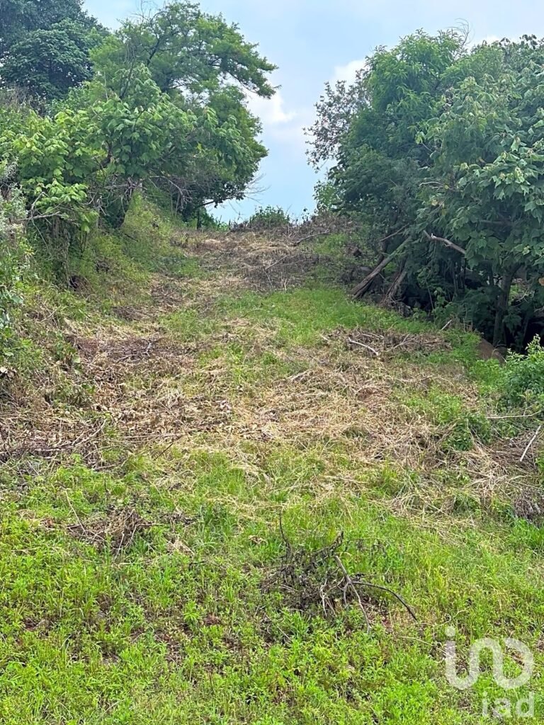 SE VENDEN 6 HECTAREAS EN LA ENTRADA DEL PUEBLO DE SAN IGNACIO DE CARBONERAS EN TALA JALISCO
