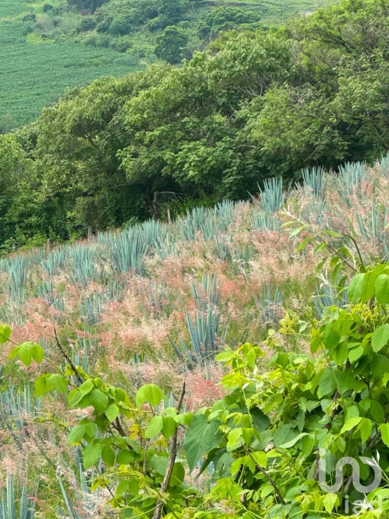 SE VENDEN 6 HECTAREAS EN LA ENTRADA DEL PUEBLO DE SAN IGNACIO DE CARBONERAS EN TALA JALISCO