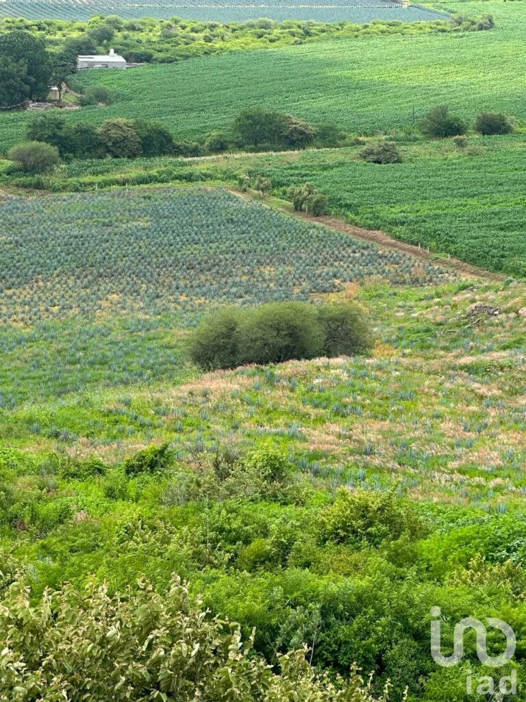 SE VENDEN 6 HECTAREAS EN LA ENTRADA DEL PUEBLO DE SAN IGNACIO DE CARBONERAS EN TALA JALISCO