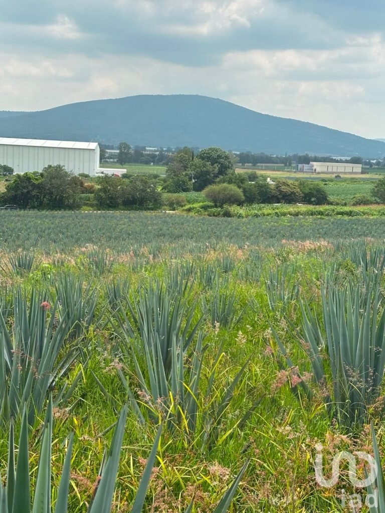 SE VENDEN 6 HECTAREAS EN LA ENTRADA DEL PUEBLO DE SAN IGNACIO DE CARBONERAS EN TALA JALISCO
