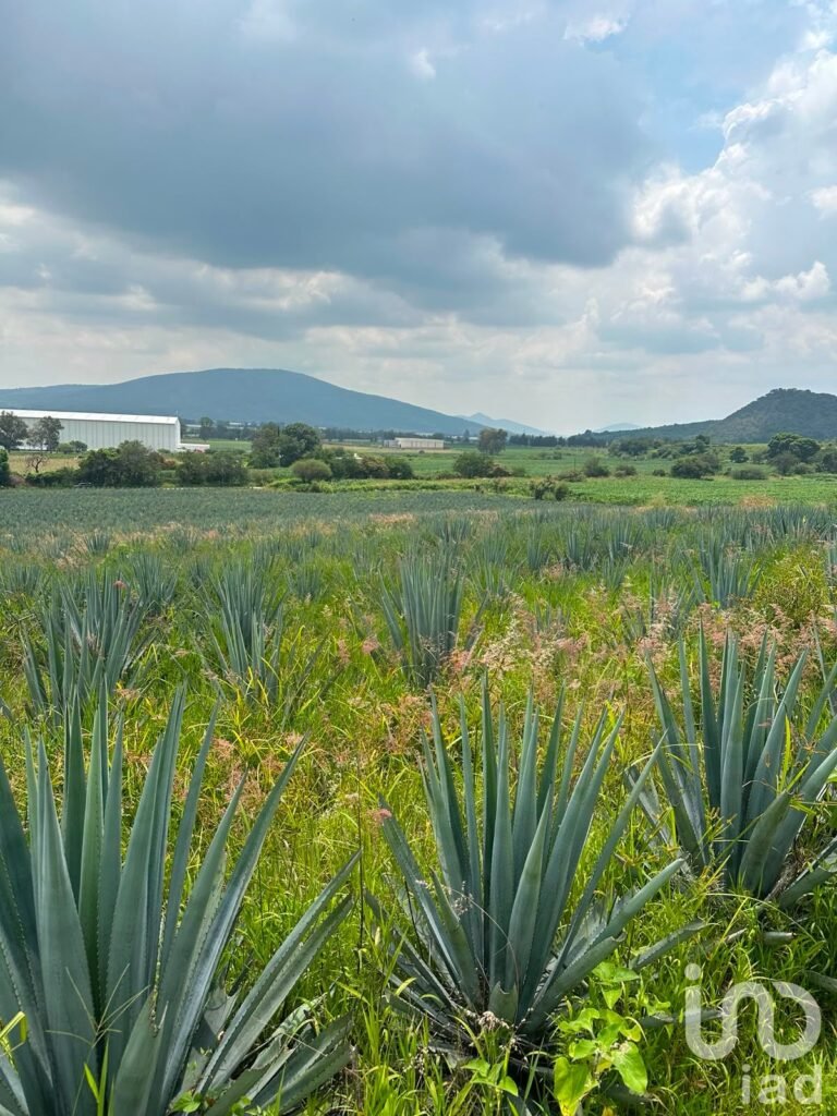 SE VENDEN 6 HECTAREAS EN LA ENTRADA DEL PUEBLO DE SAN IGNACIO DE CARBONERAS EN TALA JALISCO