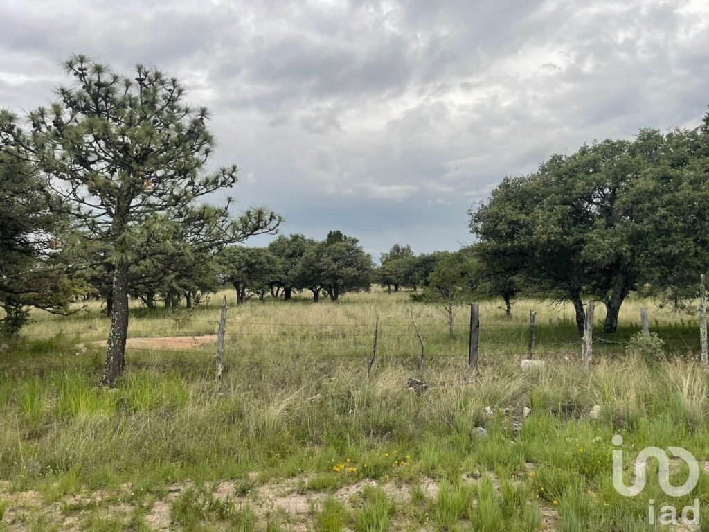 Terreno Rústico de 290 Ha en Venta, El Pino, Durango Uso Agroindustrial, Ganadero o Campestre
