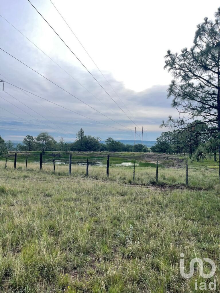 Terreno Rústico de 290 Ha en Venta, El Pino, Durango Uso Agroindustrial, Ganadero o Campestre
