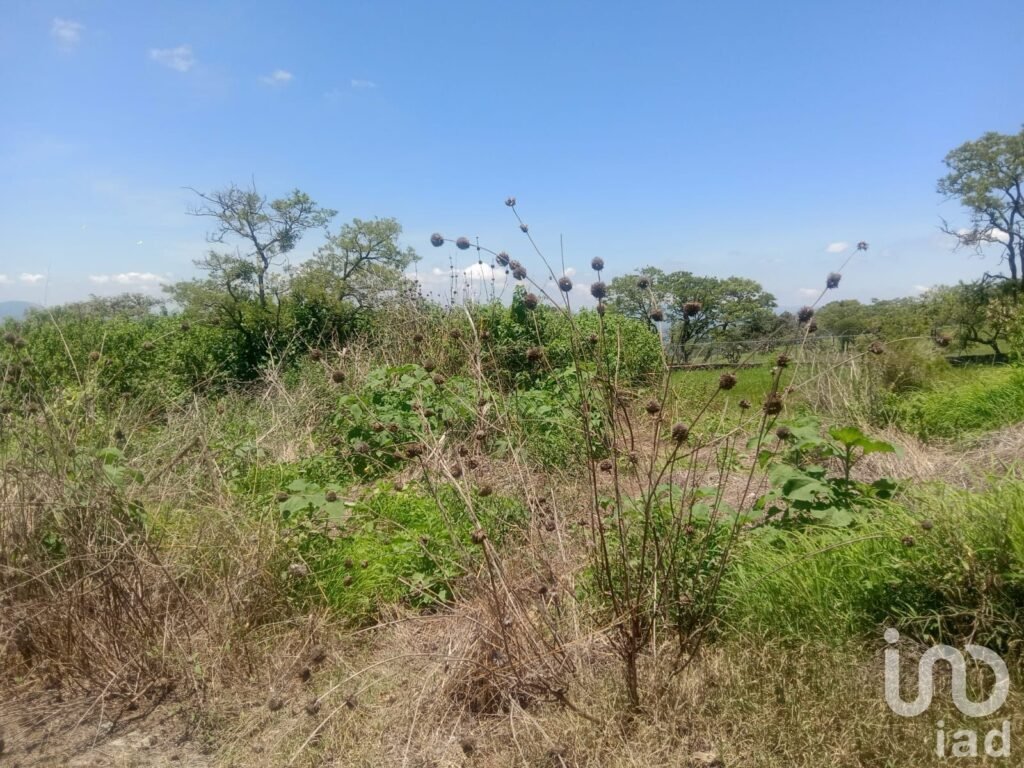 Terreno en venta Fraccionamiento Campestre en Los Cerritos, Tepatitlán, Jalisco